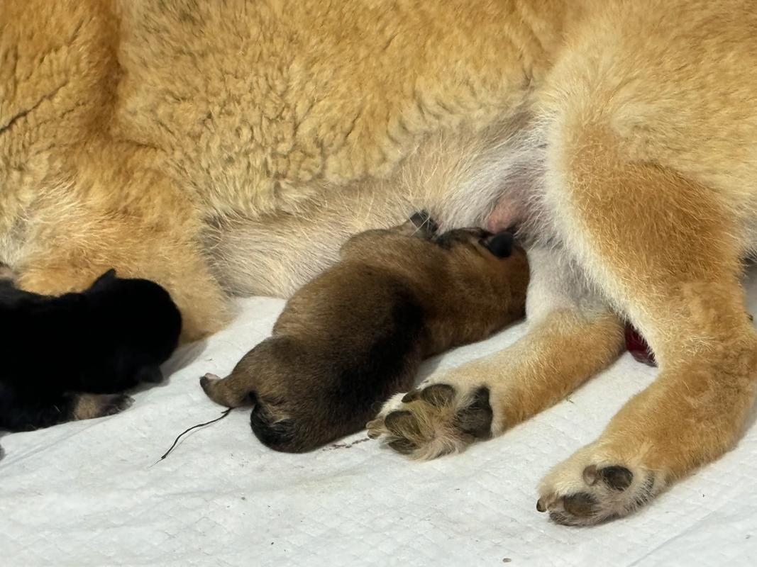 小狗出生多久可以送人