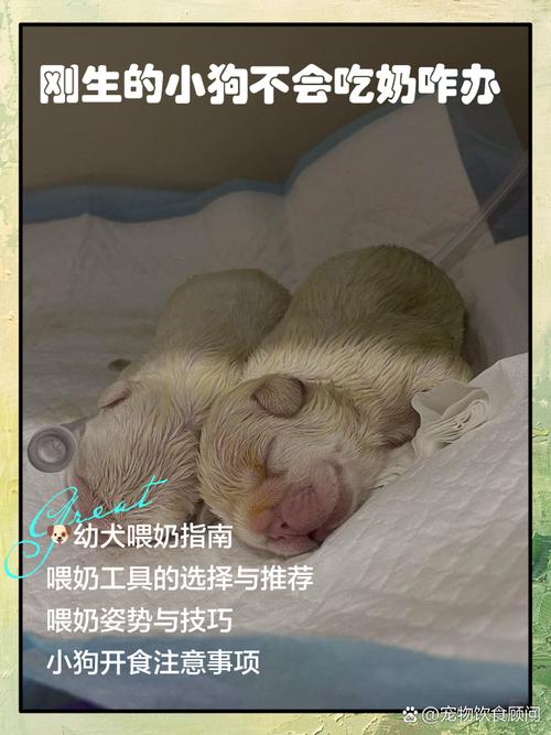 狗狗下完崽没奶怎么办