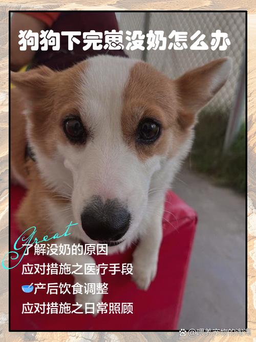 狗狗没有奶怎么办