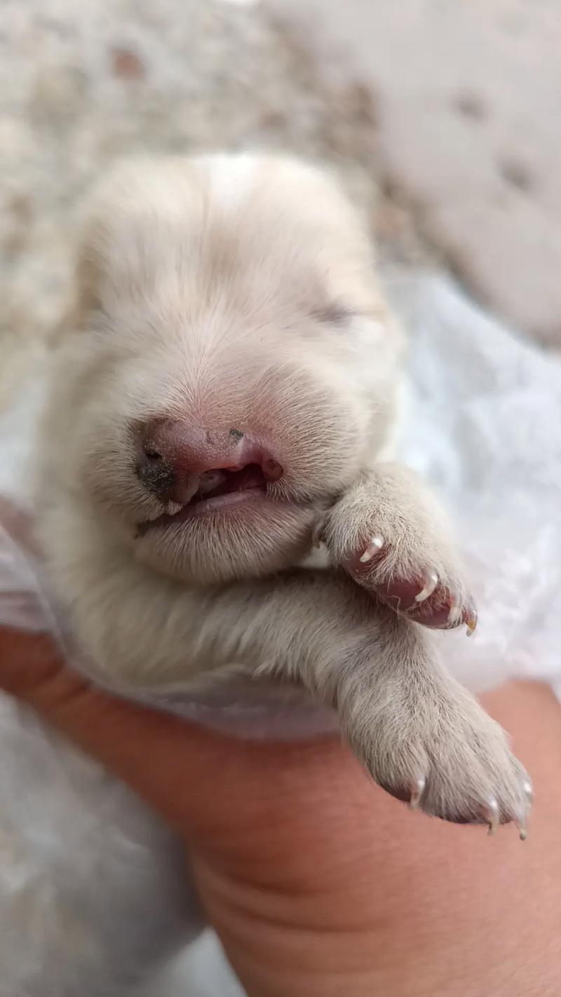 狗狗刚生了小狗,5天了,没有奶水了,怎么办??