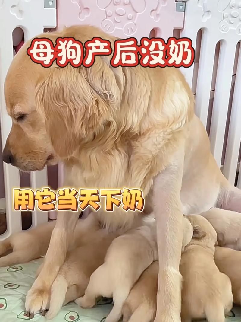 狗狗生崽后五天没奶了怎么办