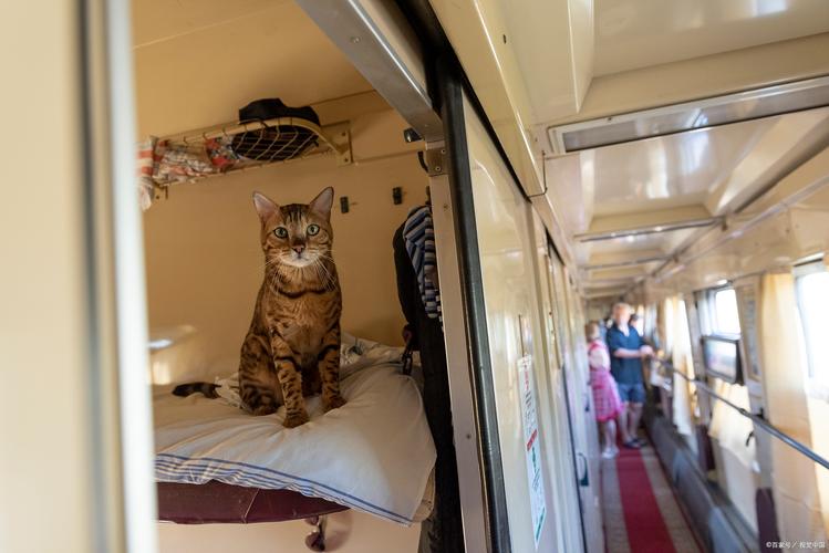 坐火车宠物猫怎么带