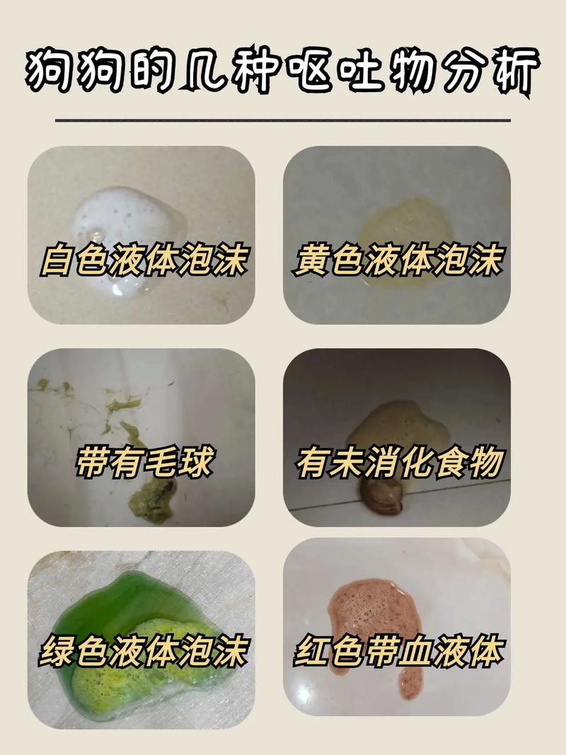 幼犬呕吐?得立即高度重视,要不然怕是细微抢走狗狗命