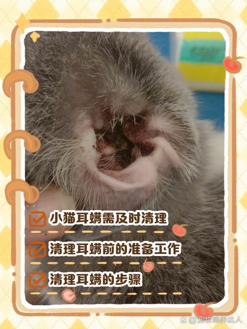家里猫咪长耳螨了怎么办?