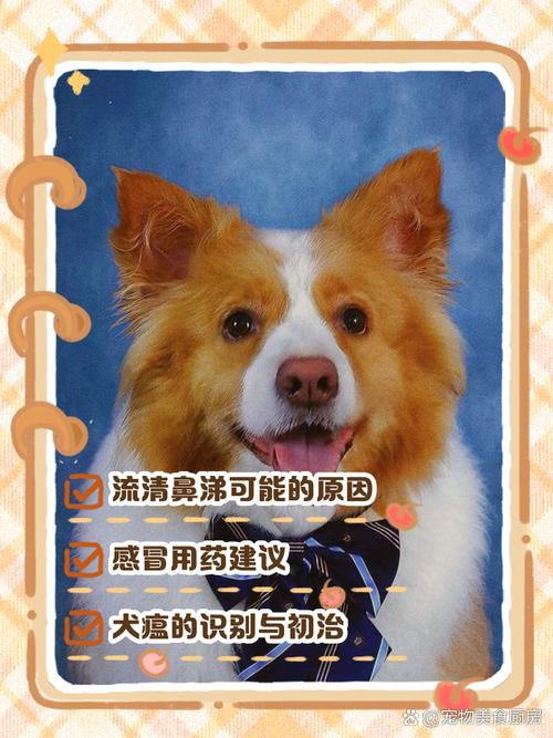 狗狗感冒流鼻涕能自愈吗