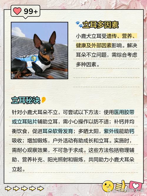 狗狗耳朵立不起来怎么办