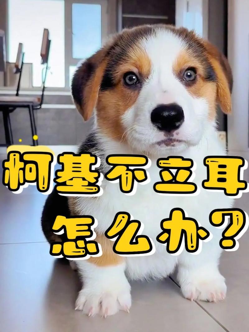 狗狗八个月了还不立耳怎么办