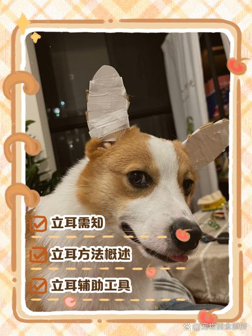 我养的狗狗为什么一直不立耳?该怎么办?