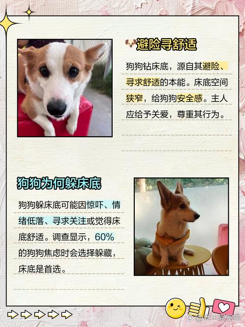 狗狗喜欢躲床底下睡怎么办