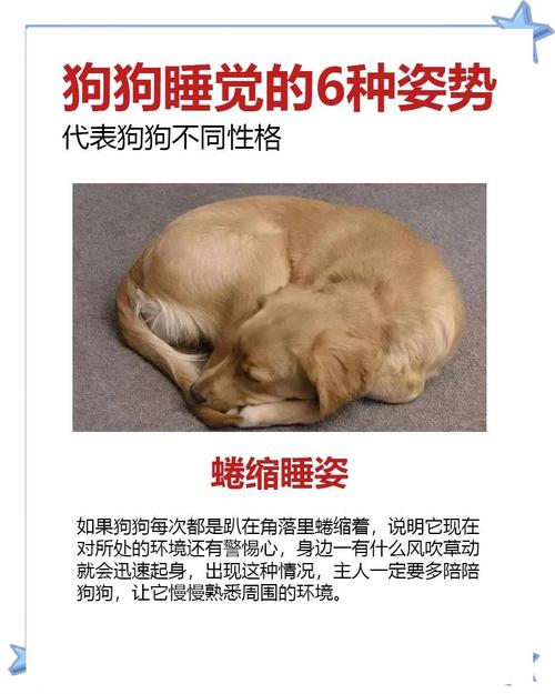 狗狗为什么喜欢睡床底下
