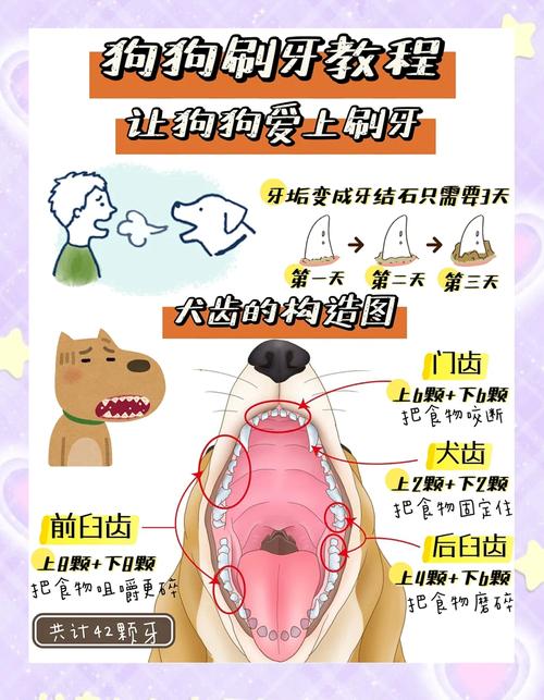 狗狗几个月开始能刷牙