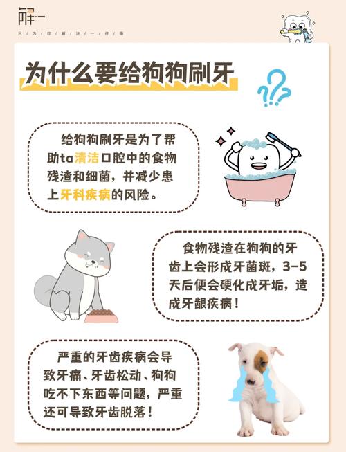 狗一般多久开始刷牙?