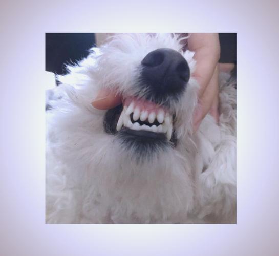 比熊犬几个月开始刷牙?