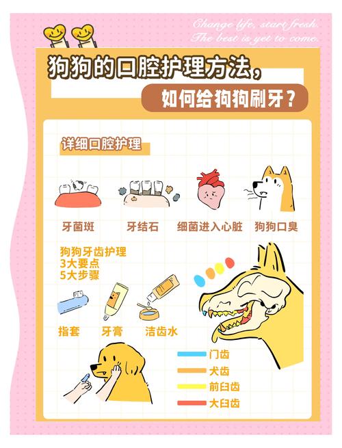 狗狗多大开始训练刷牙