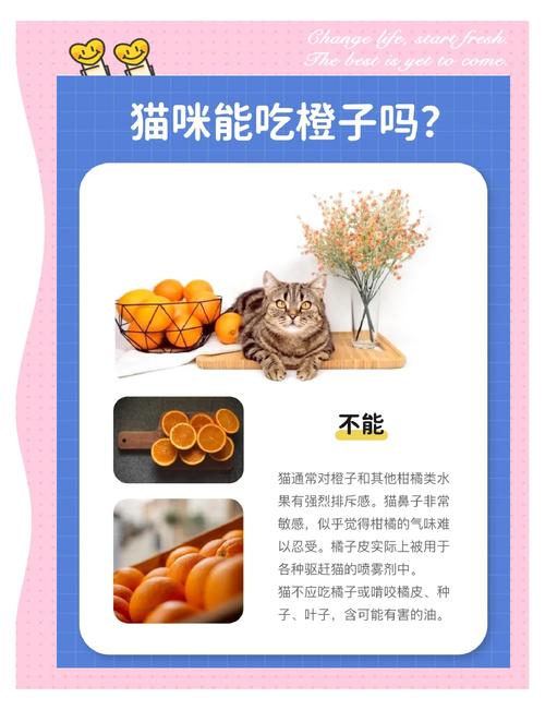 为什么猫咪不宜吃橙子?