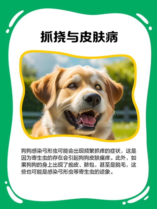 狗狗得弓形虫几率大吗