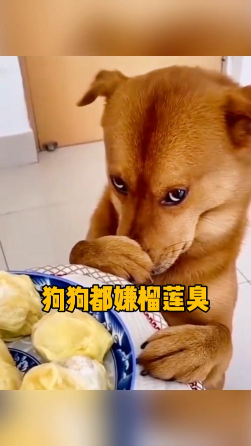 狗狗可以吃榴莲吗?