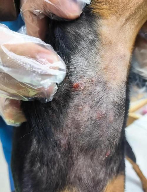 狗狗身上的螨虫传染人吗