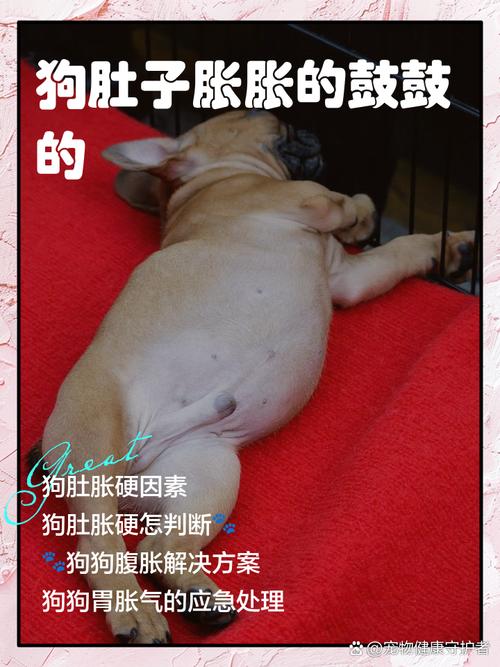 狗狗肠痉挛的症状有哪些