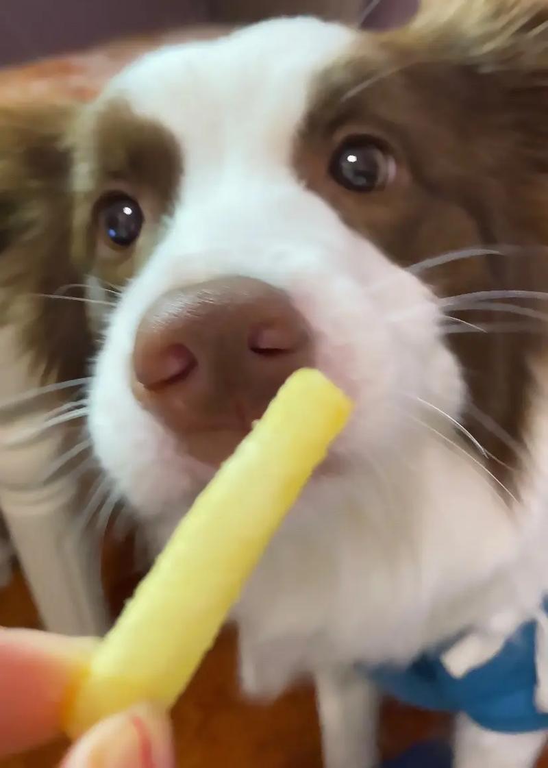 狗能吃薯条吗?