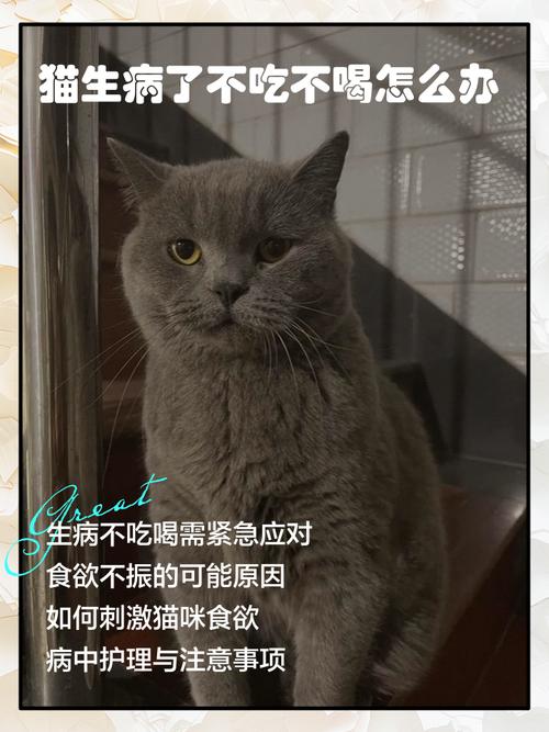 猫咪喝葡萄糖的方法?