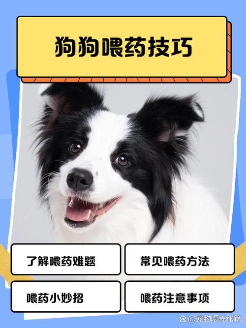 狗狗很倔不吃药怎么喂