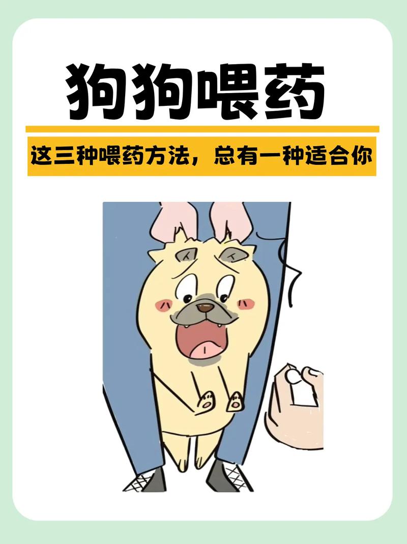 新斯科舍猎鸭寻猎犬任性不吃药该怎么办?