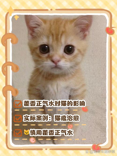 能否用藿香正气水给猫咪止吐呢?