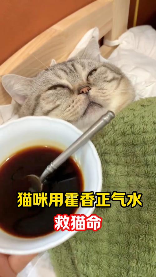 猫咪把吃的东西都吐了怎么回事