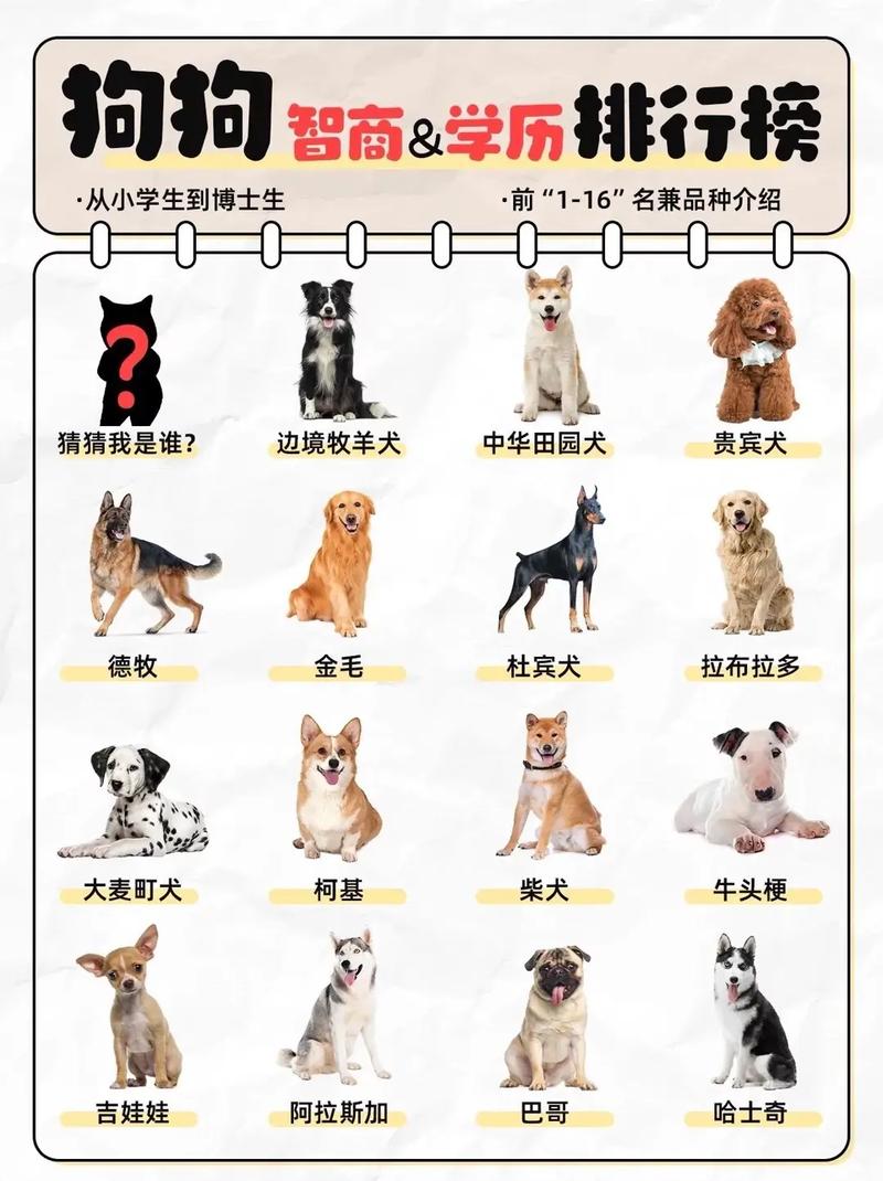 前十聪明犬排名