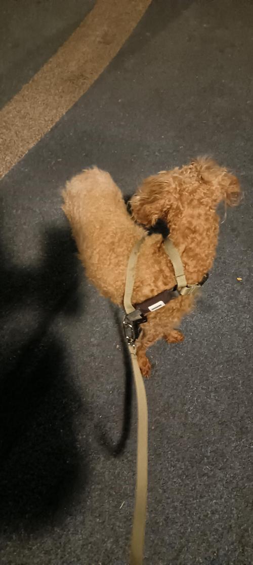 带回家的小狗胆小晚上一直叫