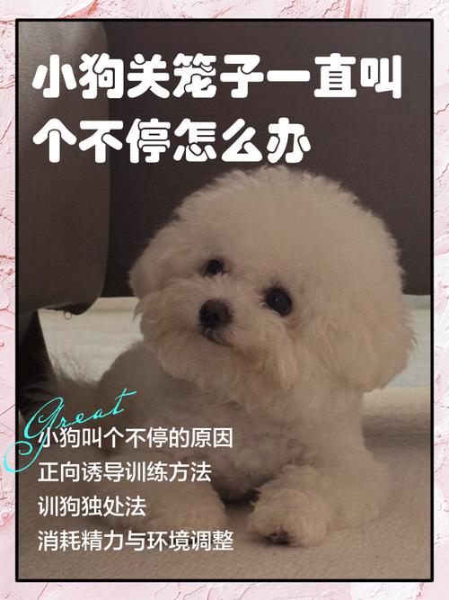 刚刚买回家的狗狗关笼子一直在叫怎么办?让它叫个不停?