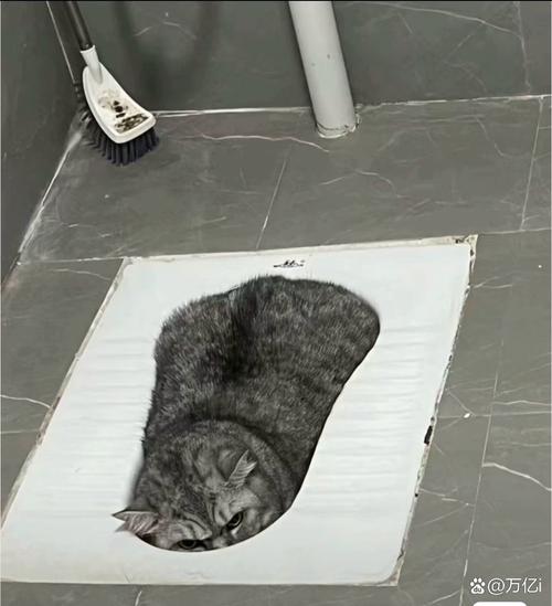 4个月的猫便秘,我帮他按摩的时候发现它的肚子胀,还有便便(魔摸到的,很...