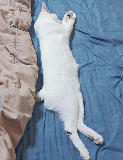 打了一针疫苗后猫一直睡觉正常吗?