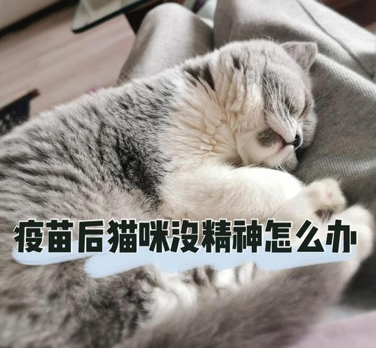 猫打妙三多后一直睡觉
