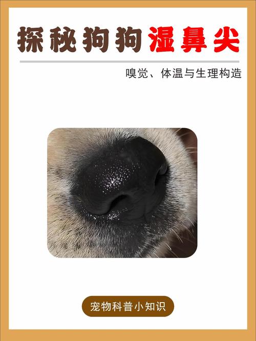 狗狗的鼻子为什么总是湿湿的?