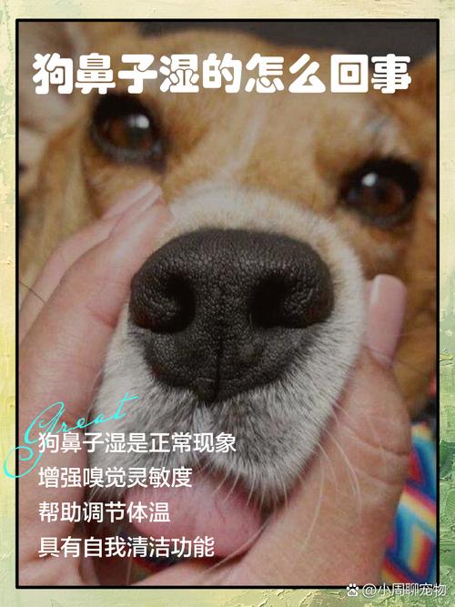 狗狗鼻头热,但是挺湿润的,是病了吗?