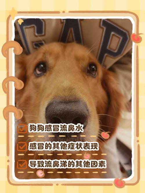 狗鼻子冰凉而且有点湿是怎么回事?该怎么处理?