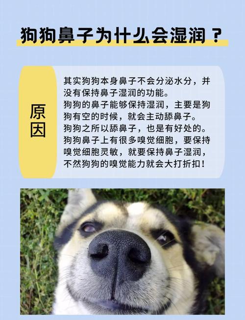 狗狗鼻子特别湿有水