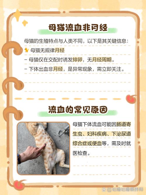 猫咪下体流血是为什么?