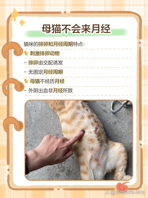 一年公猫发情会出血吗