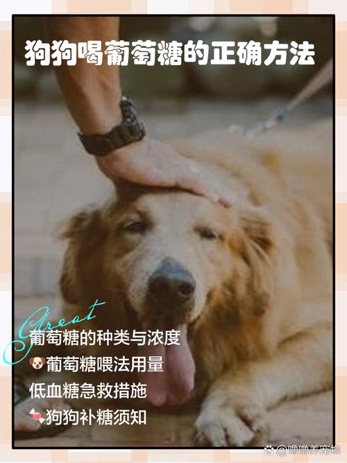 细小狗狗怎么喝葡萄糖