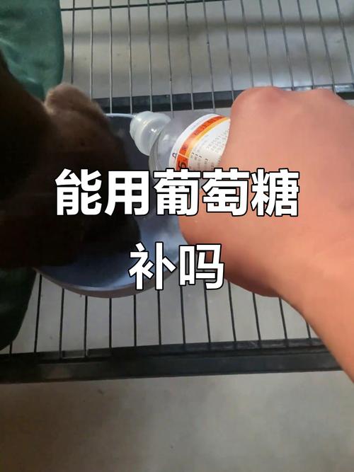 狗狗五天不吃饭喂了葡萄糖