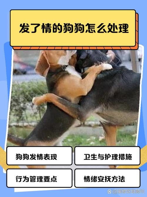 母狗进入发情期,该如何解决?