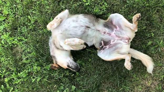 狗狗发情期大量流血怎么办呢?