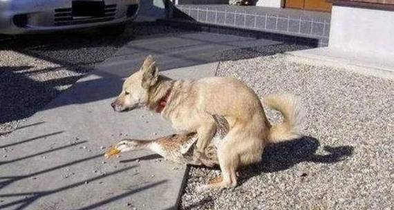 狗狗发情期怎么过?