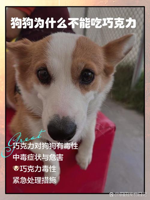 狗狗绝对不能吃的18种食物