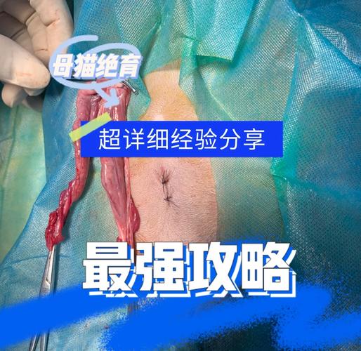 公猫怎么绝育手术步骤是什么?