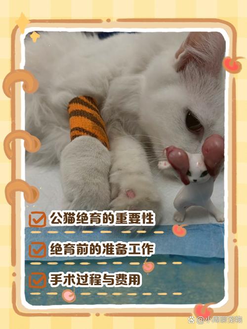 公猫绝育过程及注意事项