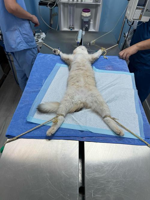 猫绝育手术怎么做
